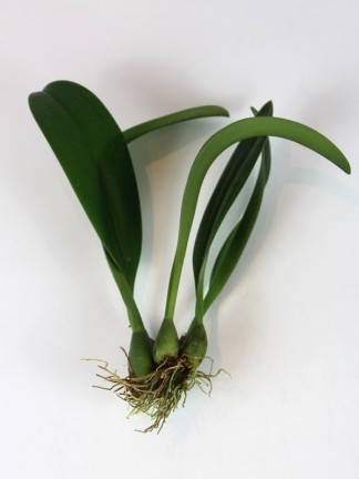 Bulbophyllum carunculatum 3 bulbás