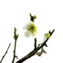 Prunus mume - Japán kajszibarack bonsai