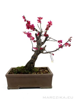 Prunus mume - Japán kajszibarack bonsai
