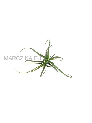 Tillandsia arhiza S