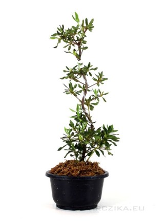 Rhododendron indicum 'Shinsen' - Azalea bonsai alapanyag