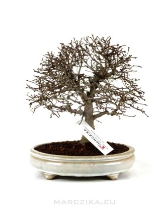 Zelkova serrata shohin bonsai - Japán gyertyánszil 