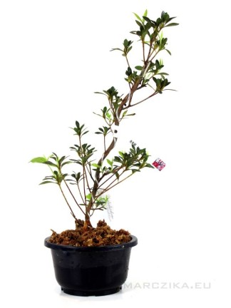 Rhododendron indicum 'Asukanishiki' - Azalea bonsai alapanyag