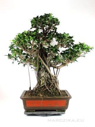 Ficus microcarpa - Gumifa bonsai 80 cm