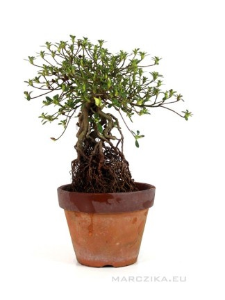 Rhododendron indicum - Azálea bonsai előanyag neagari stílusban