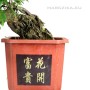 Ulmus parvifolia - Kínai szil kaszkád stílusban