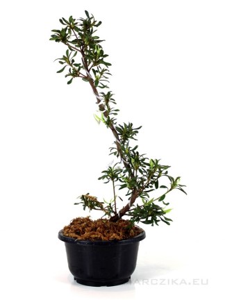 Rhododendron indicum 'Chihiro' - Azalea bonsai alapanyag