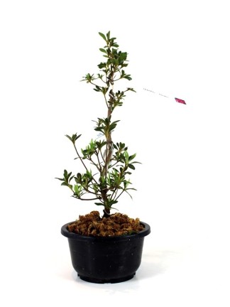 Rhododendron indicum 'Hanabin' - Azalea bonsai alapanyag