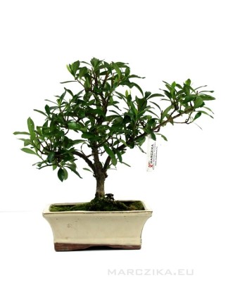 Gardenia jasminoides - Gardénia bonsai