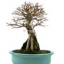 Ulmus parvifolia 'Nire' - Kínai szil shohin bonsai sekijoju stílusban