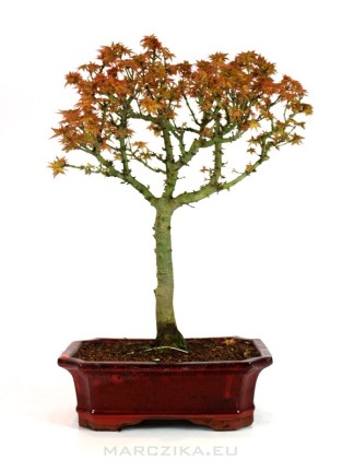 Acer palmatum 'Kiyohime' - Japán juhar bonsai