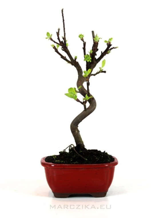 Malus halliana - Díszalma bonsai