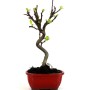 Malus halliana - Díszalma bonsai