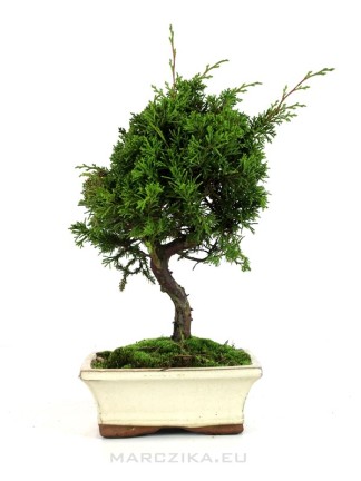 Juniperus chinensis 'Itoigawa' - Kínai boróka bonsai