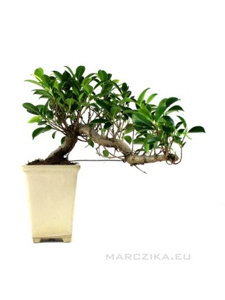 Ficus retusa kaszkád stílusban