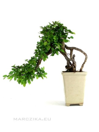 Ulmus parvifolia - Chinese elm in cascade style