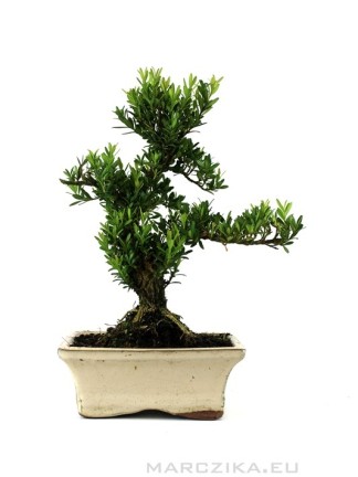 Buxus harlandii - Hongkongi szobapuszpáng bonsai