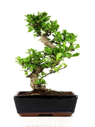 Carmona macrophylla - Borágófa bonsai 