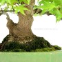 Acer palmatum- Japanese maple shohin bonsai