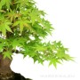 Acer palmatum - Japán juhar shohin bonsai 