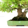 Acer palmatum - Japán juhar shohin bonsai 