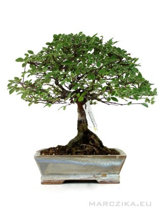 Ulmus parvifolia 'Geisha' - Variegated chinese elm