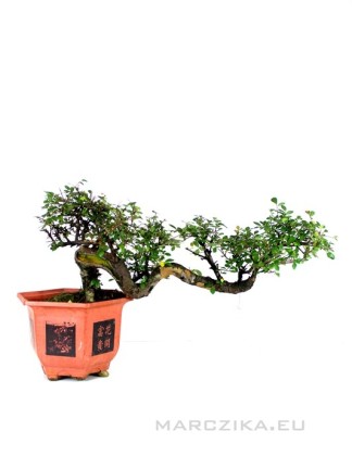 Ulmus parvifolia - Chinese elm pre-bonsai in semi-cascade style 01