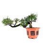 Ulmus parvifolia - Kínai szil bonsai alapanyag félkaszkád stílusban 01