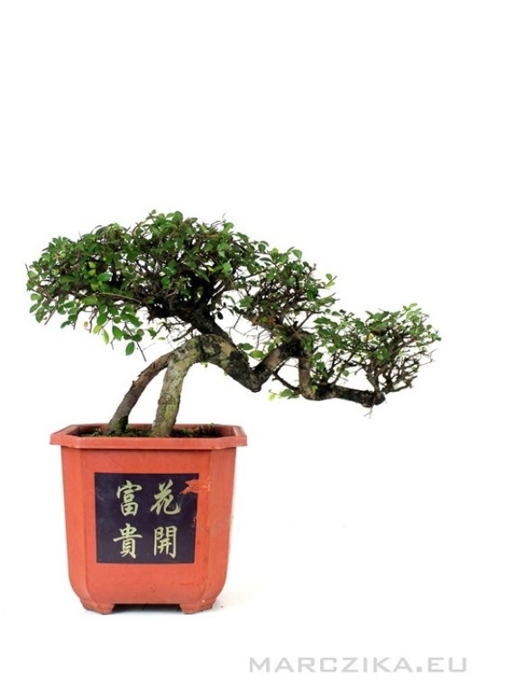 Ulmus parvifolia - Chinese elm pre-bonsai in semi-cascade style 02