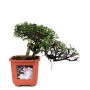 Ulmus parvifolia - Kínai szil bonsai alapanyag félkaszkád stílusban 02
