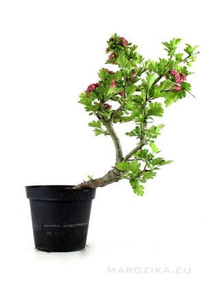 Crataegus laevigata 'Paul's Scarlet' - Pirosvirágú díszgalagonya bonsai alapanyag 