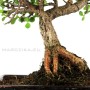 Portulacaria afra - Elefántcserje bonsai 30 cm-es tálban