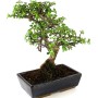 Portulacaria afra - Elefántcserje bonsai 30 cm-es tálban