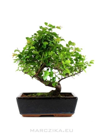 Sageretia theezans - Kínai édes szilva bonsai 30 cm-es tálban