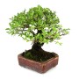 Zelkova serrata - Japán gyertyánszil shohin bonsai