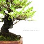 Zelkova serrata - Japanese elm shohin bonsai
