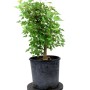 Acer buergerianum - Háromerű juhar bonsai alapanyag nevelő konténerben