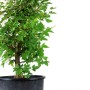 Acer buergerianum - Háromerű juhar bonsai alapanyag nevelő konténerben