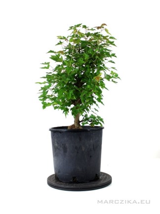 Acer buergerianum - Trident maple pre-bonsai in growing container