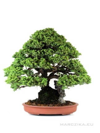 Picea jezoensis bonsai