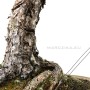 Pinus thunbergii - Japanese blackpine in moyogi style