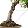 Pinus thunbergii - Japán feketefenyő moyogi stílusban