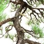 Pinus thunbergii - Japán feketefenyő moyogi stílusban