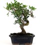 Pistacia lentiscus - Pisztácia bonsai