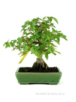 Acer buergerianum - Háromerű juhar shohin bonsai zöld mázas tálban