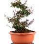Berberies thunbergii - Barberry pre-bonsai 01.