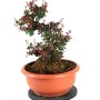 Berberies thunbergii - Barberry pre-bonsai 01.