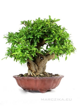 Punica granatum - Pomegranate bonsai in unglazed pot