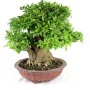 Punica granatum - Gránátalma bonsai mázatlan tálban