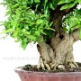 Punica granatum - Pomegranate bonsai in unglazed pot